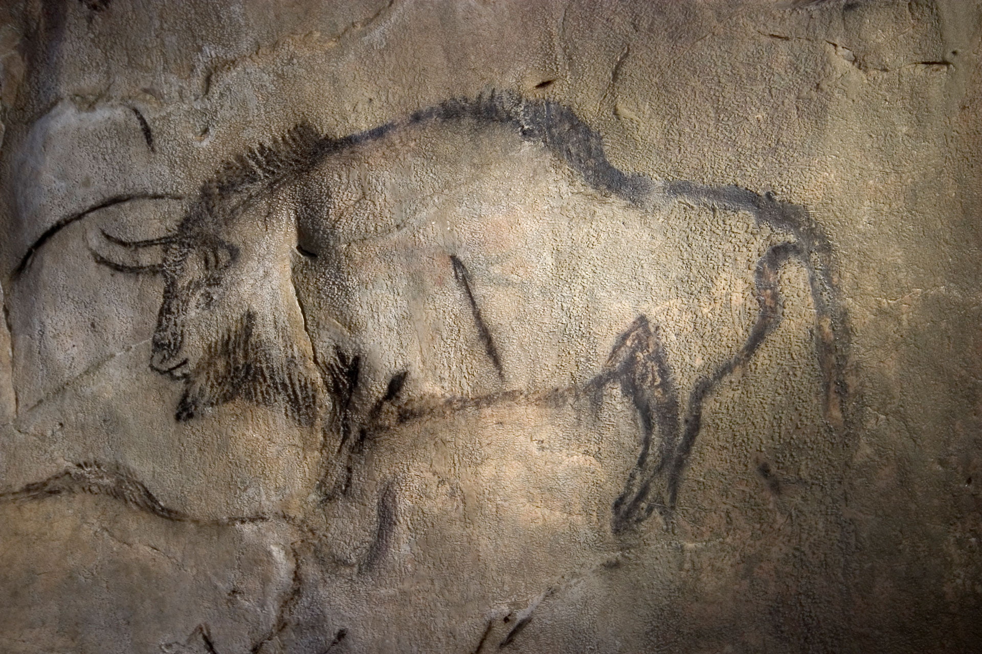 Bison visible dans le salon noir de la grotte de Niaux © EDemoulin Sesta-2005